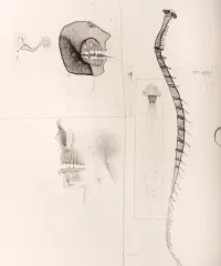 1963 | »Kleine Anatomie«, Blatt 3